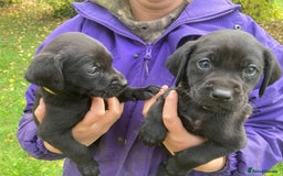 Labrador Retriever dogs for sale: 4x Black Dog Labrador Puppies - Image 2