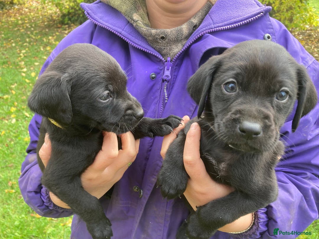 Labrador Retriever dogs for sale: 4x Black Dog Labrador Puppies - Image 2