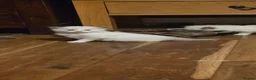 Ragdoll cats for sale: Beautiful Playful Ragdoll Kittens  - Advert 20