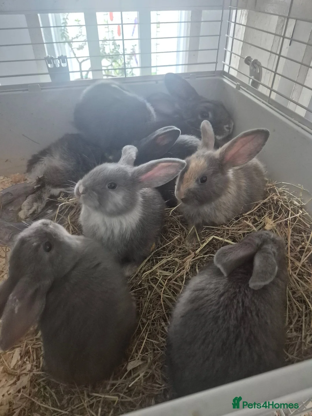 Mini Lion Lop rabbits for sale: Mini lion lops for sale 8 weeks old  - Advert 2