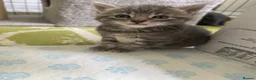 Mixed Breed cats for sale: Adorable grey kittens & tabby grey kittens  in Salisbury - Advert 29