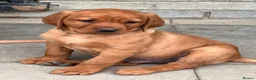 Labrador Retriever dogs for sale: Gorgeous Fox Red puppies in Kington - Advert 5