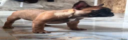 French Bulldog dogs for sale: Champion Sired red fawn French bulldog puppies  - Advert 6