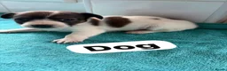 Jack Russell dogs for sale: Jack Russell pups - Advert 5
