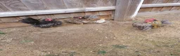 Chickens poultry for sale: Serama chickens in Bedford - Advert 2