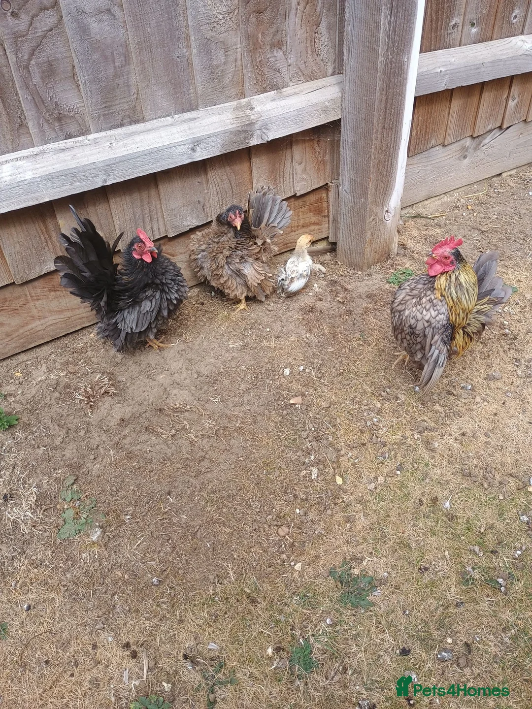 Chickens poultry for sale: Serama chickens in Bedford - Advert 2