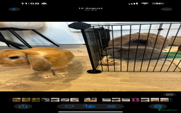 Mini Lop rabbits for sale: 2 house bunnies but can be taken separately  - Image 3