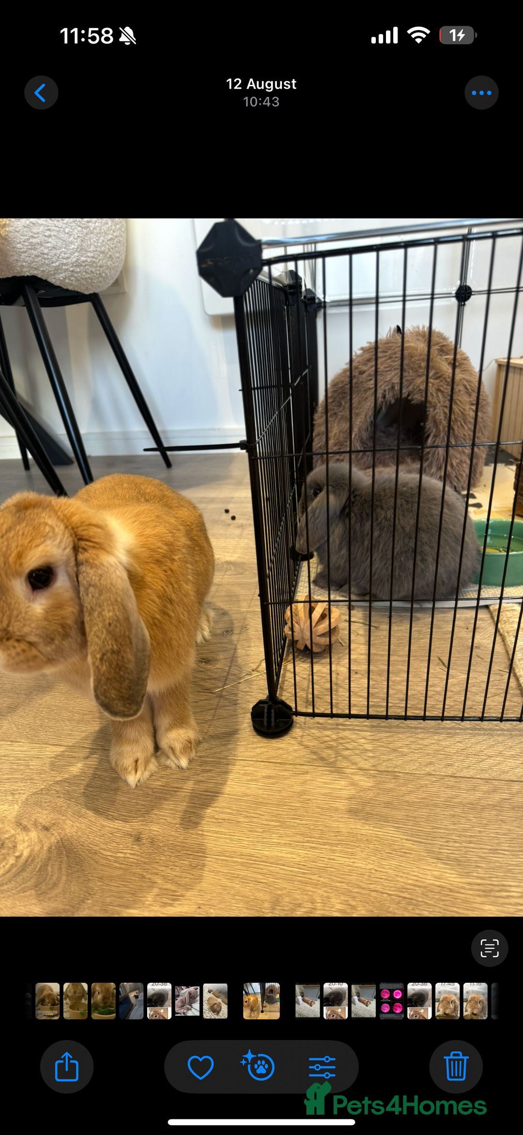 Mini Lop rabbits for sale: 2 house bunnies but can be taken separately  - Image 3