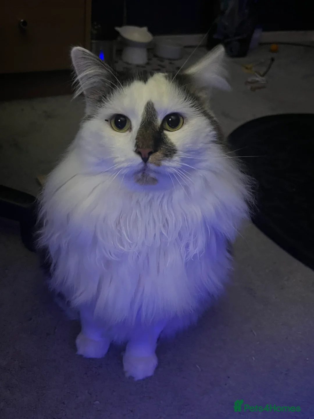 Mixed Breed cats for sale: 3 Y/O DLH - rehome wanted - Advert 2