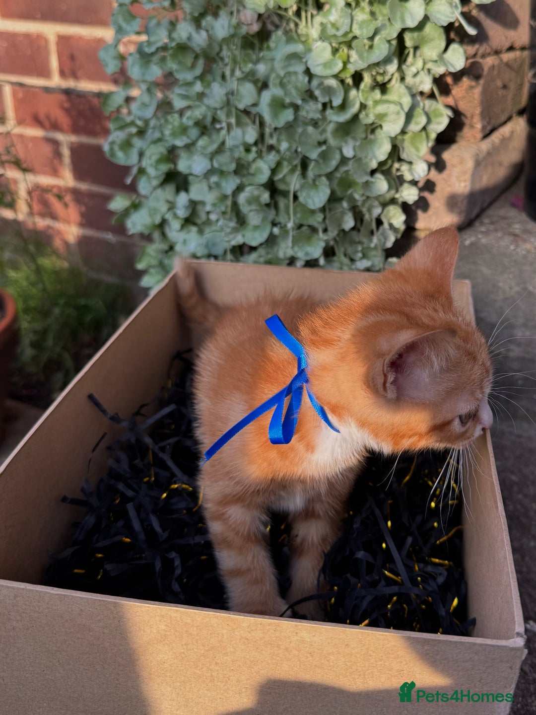 Domestic Shorthair cats for sale: 5 Beautiful fluffy Kittens - Image 11