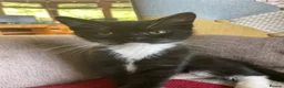 British Shorthair cats for sale: 2 handsome British shorthair boys - Advert 9