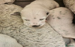 Dalmatian dogs for sale: Gorgeous dalmatian puppies  - Image 12