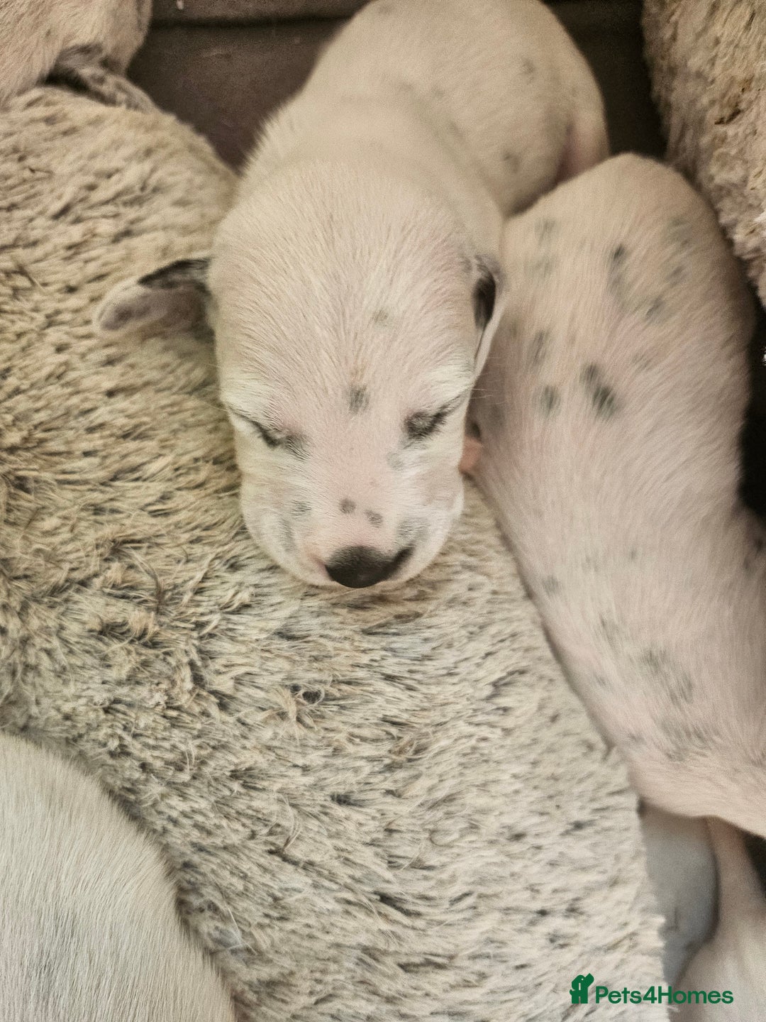 Dalmatian dogs for sale: Gorgeous dalmatian puppies  - Image 12