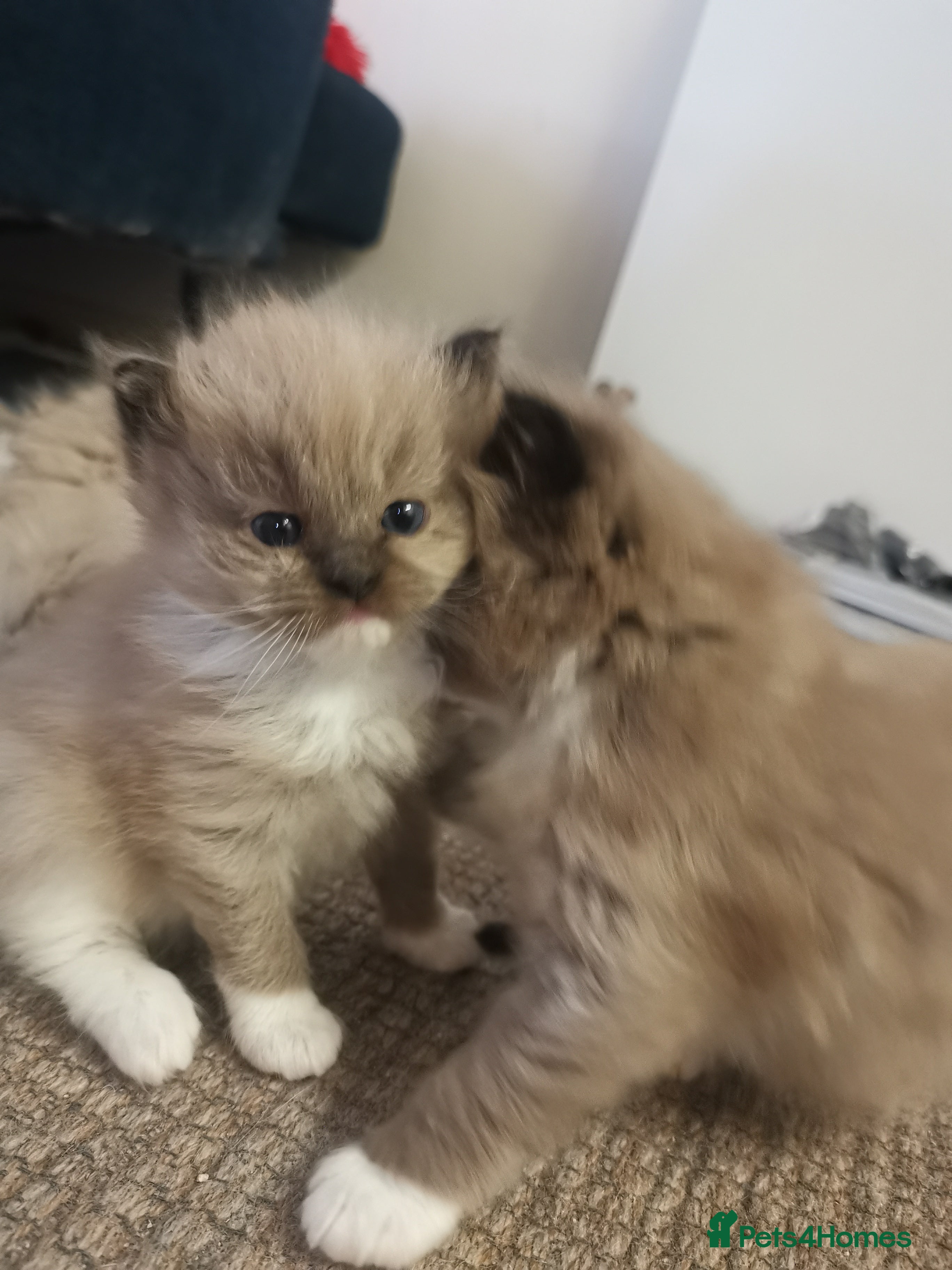 Ragdoll cats Stunning TICA Ragdoll Kittens Mink Sepia Cherubim - Advert 1