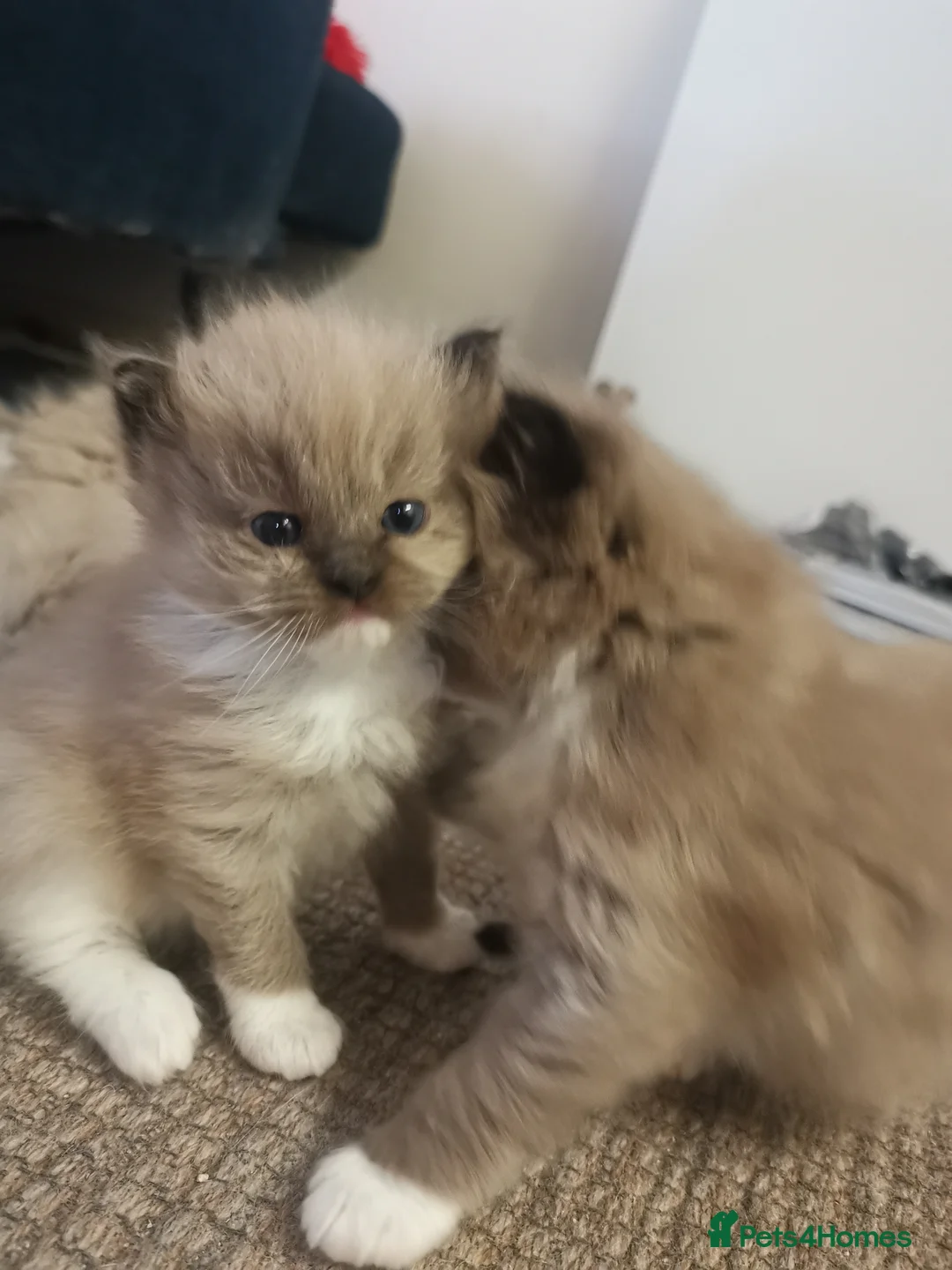 Ragdoll cats for sale: Stunning TICA Ragdoll Kittens Mink Sepia Cherubim in Northolt - Advert 1