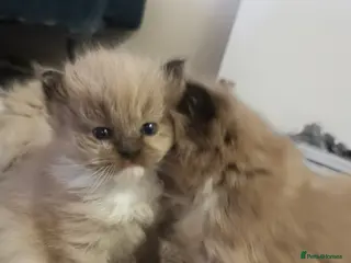 Ragdoll cats Stunning TICA Ragdoll Kittens Mink Sepia Cherubim - Advert 4