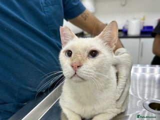 Domestic Shorthair cats Male Indoor Cat for Adoption - Advert 3