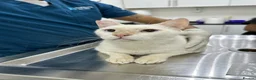 Domestic Shorthair cats for adoption: Male Indoor Cat for Adoption - Advert 1