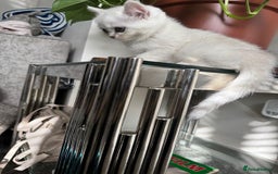British Shorthair cats for sale: British shorthair  - Image 2