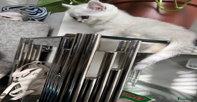 British Shorthair cats - Advert 3