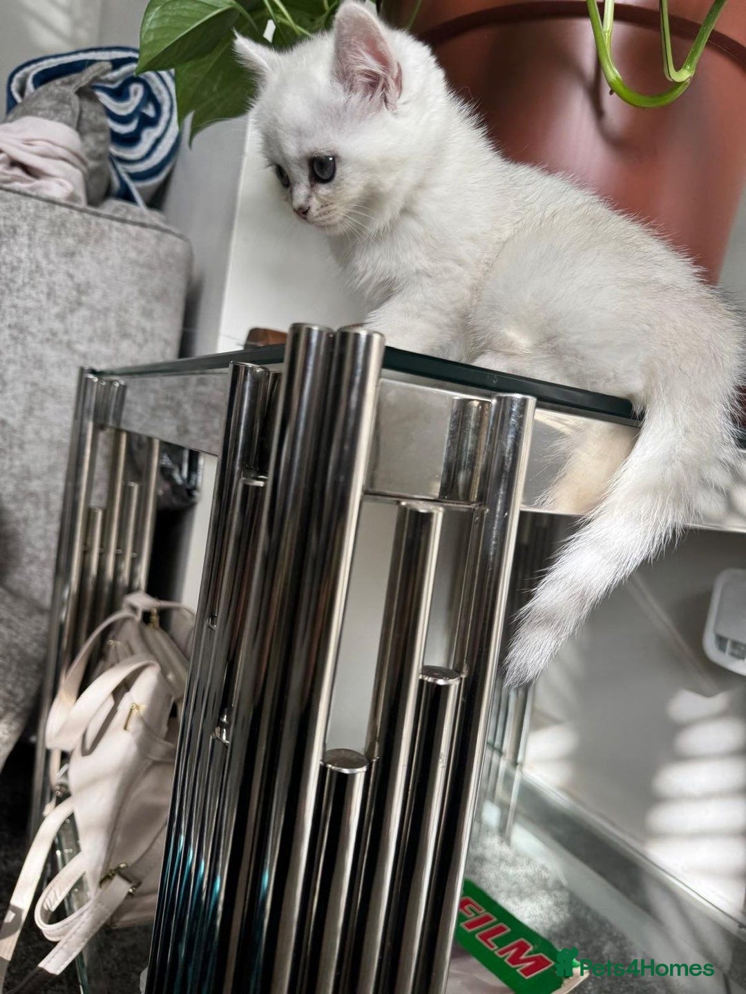 British Shorthair cats for sale: British shorthair  - Image 2
