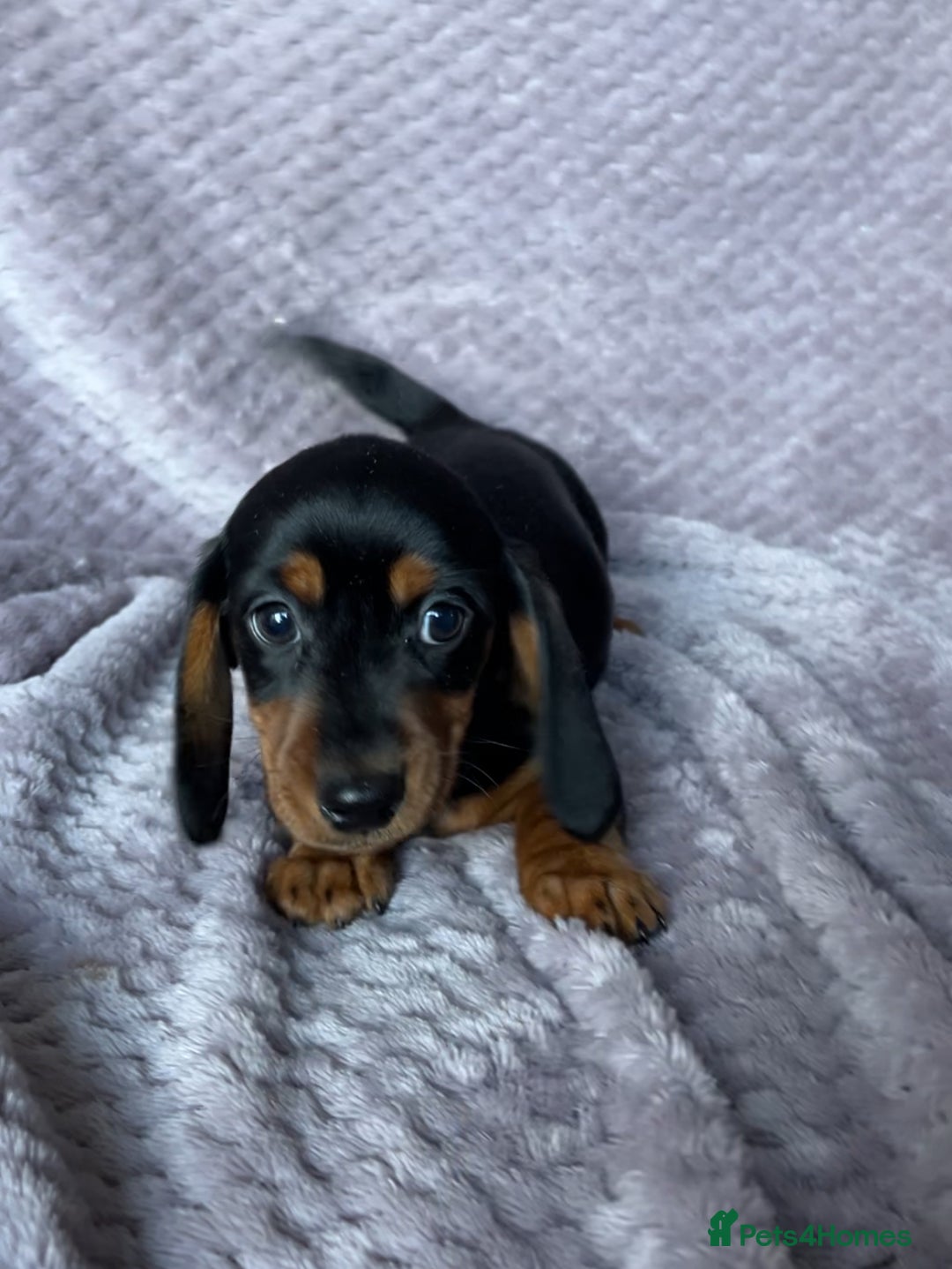 Miniature Dachshund dogs for sale: Kc reg mini dachshunds - Advert 4