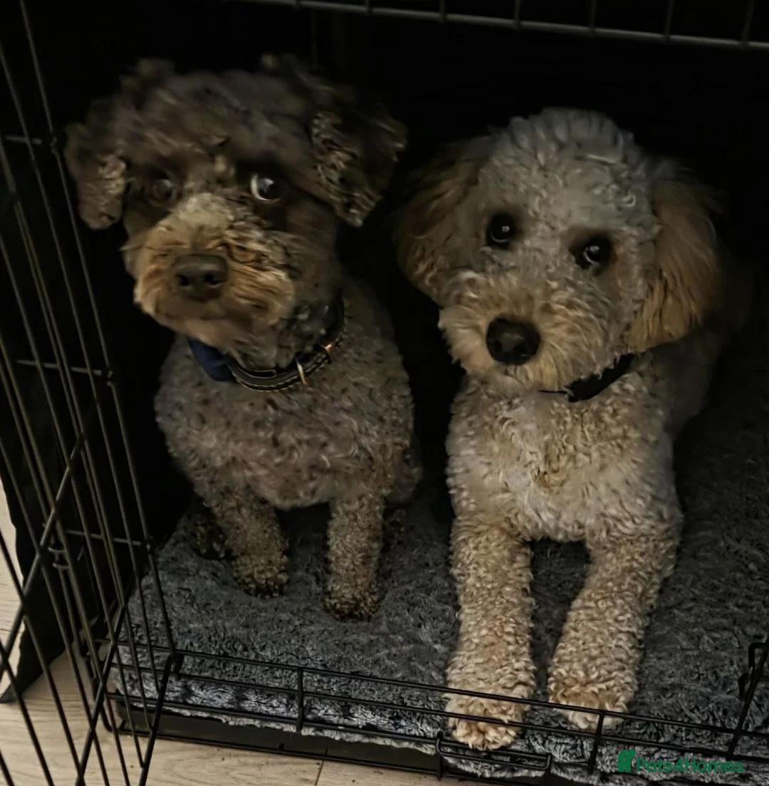 Cockapoo dogs for sale: Stunning F2 Cockapoo Puppies–Raised with Mum & Dad - Advert 8