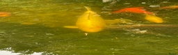 Koi Carp fish for sale: Koi Carp for Sale (rehoming due to baby and dog)  - Advert 26
