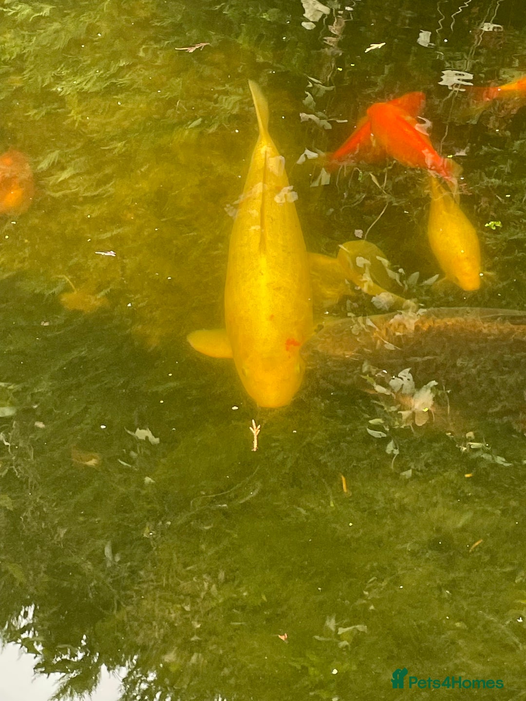 Koi Carp fish for sale: Koi Carp for Sale (rehoming due to baby and dog)  - Advert 26