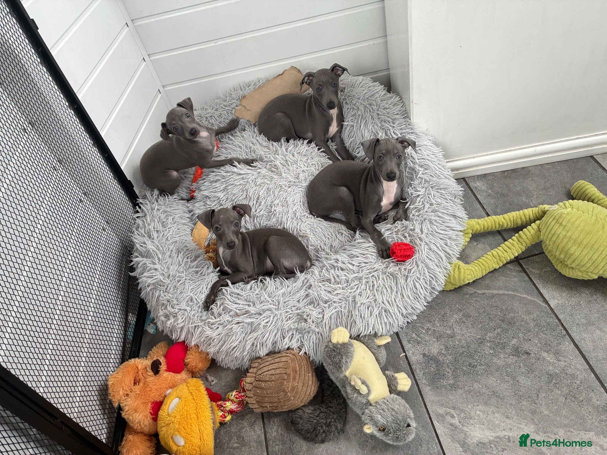 Italian Greyhound dogs BEAUTIFUL ITALIAN GREYHOUND PUPPIES  - Advert 10