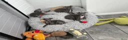 Italian Greyhound dogs for sale: BEAUTIFUL ITALIAN GREYHOUND PUPPIES  - Advert 1