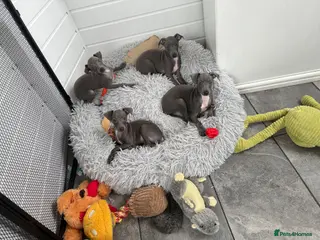 Italian Greyhound dogs BEAUTIFUL ITALIAN GREYHOUND PUPPIES - Advert 1
