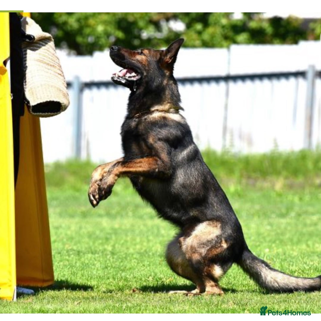German Shepherd dogs for sale: **TOP QUALITY CZECH GERMAN SHEPHERD PUPS KC REG** - Image 11