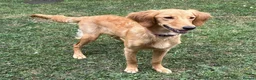 Goldendoodle dogs for sale: PARENTS ARE FROM SUPER HEALTH TESTED LINEAGE  - Advert 6
