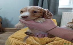 Cockapoo dogs for sale: Adorable Cockapoo puppies  - Image 26