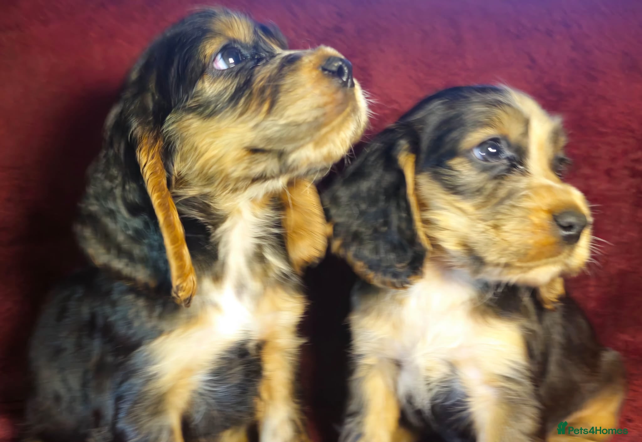 Cocker Spaniel dogs  litter of true show type KC Cocker Spaniels  - Advert 17