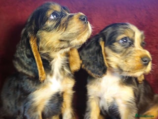 Cocker Spaniel dogs litter of true show type KC Cocker Spaniels - Advert 12