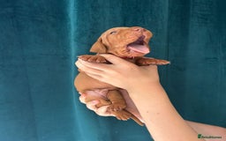 Hungarian Vizsla dogs for sale: KC Reg Hungarian Vizsla Puppies-Imported Lineage - Image 23