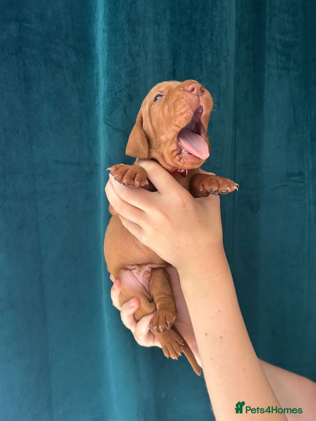 Hungarian Vizsla dogs for sale: KC Reg Hungarian Vizsla Puppies-Imported Lineage - Image 23
