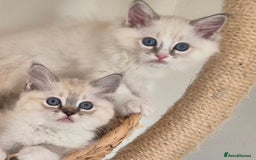 Ragdoll cats for sale: 4 Precious tica Ragdoll girls - Image 21