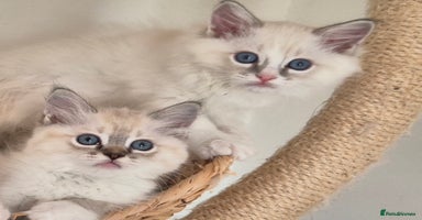 Ragdoll cats - Advert 12