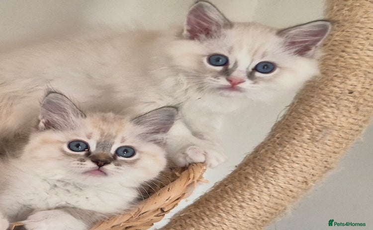 Ragdoll cats - Advert 7