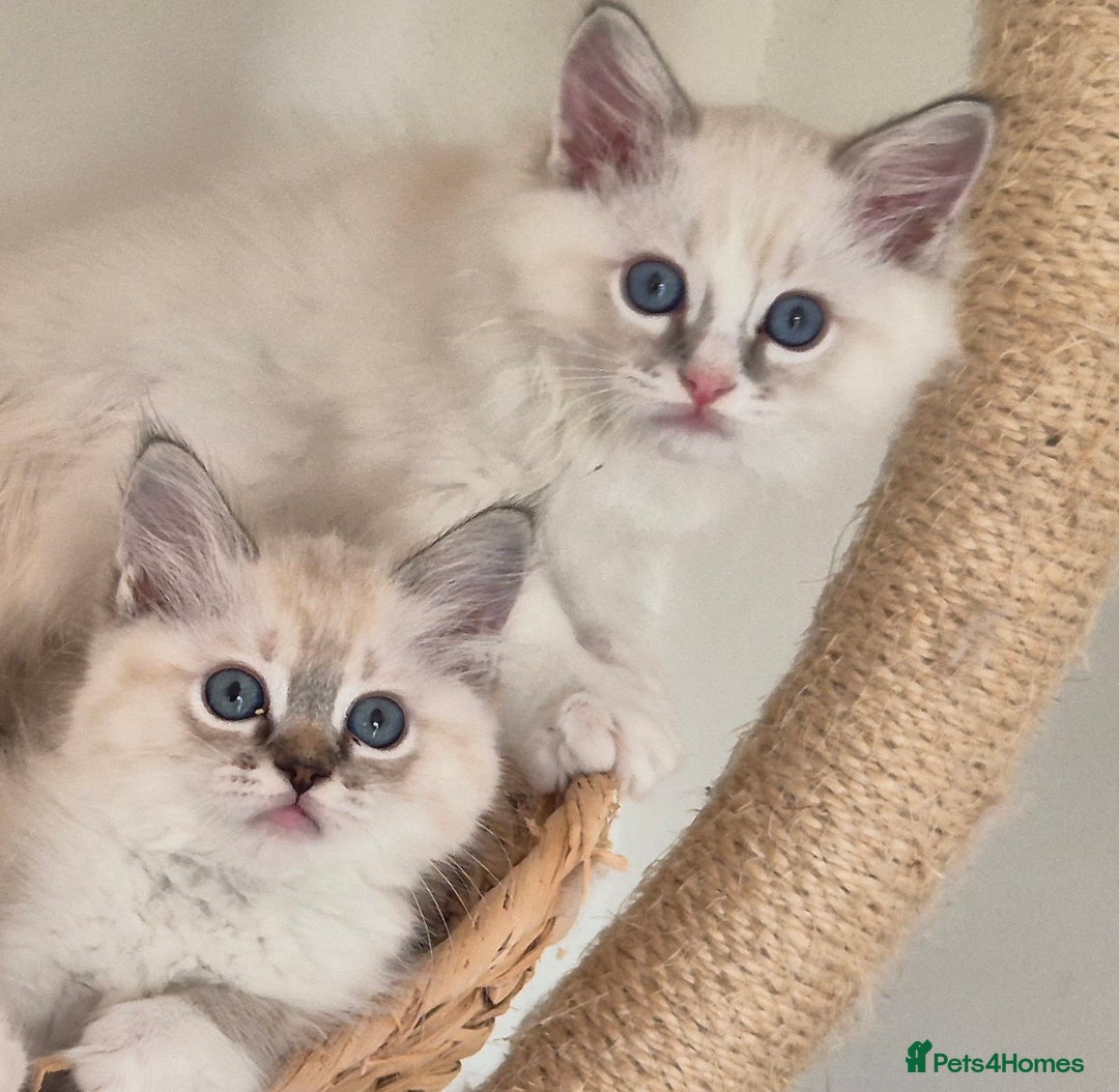 Ragdoll cats for sale: 4 Precious tica Ragdoll girls - Image 21