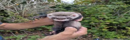 Ferret rodents for sale: Bady Ferrets  - Advert 7
