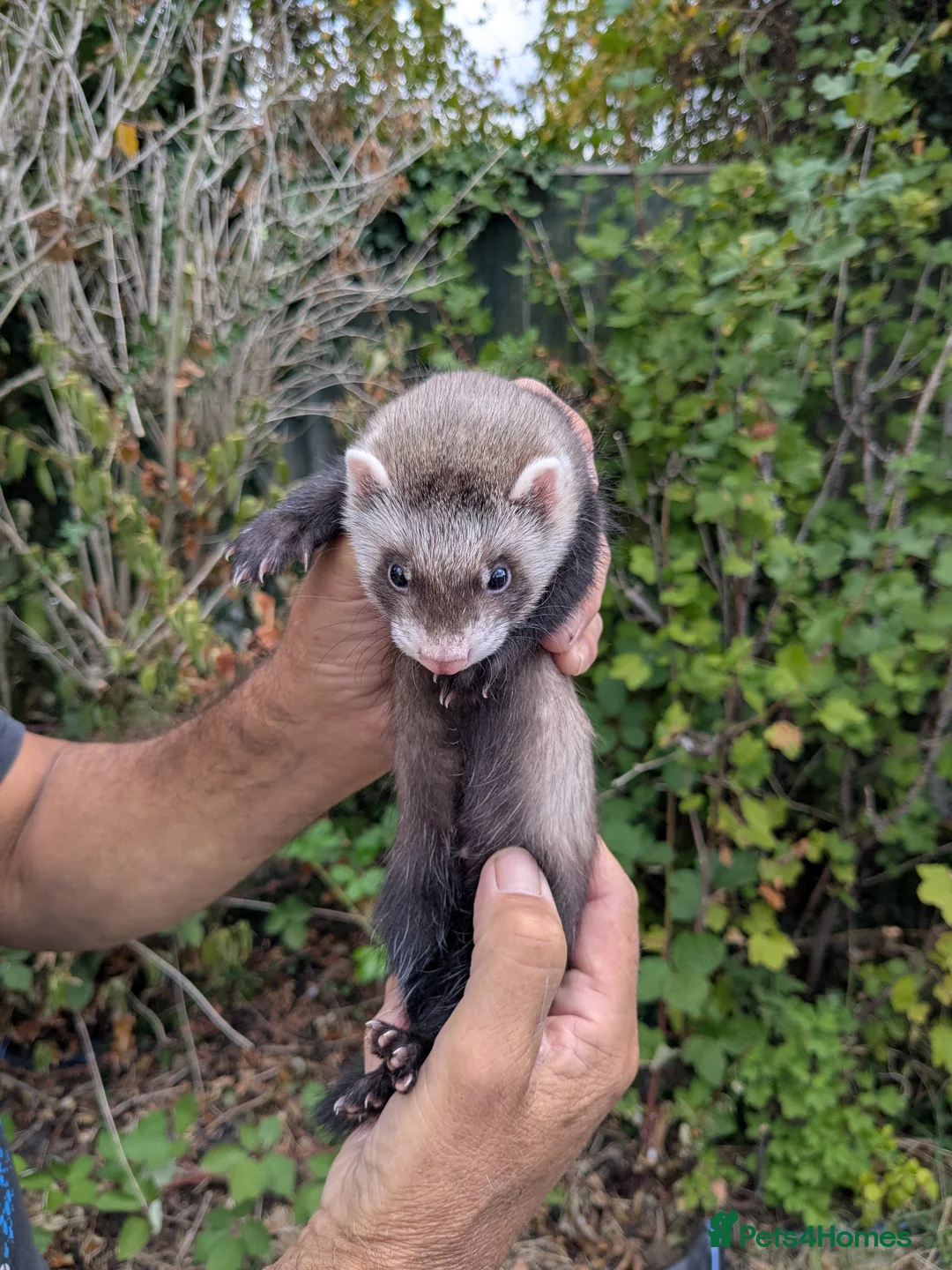 Ferret rodents for sale: Bady Ferrets  - Advert 7