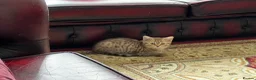 American Shorthair cats for sale: Beautiful Tabby Kittens Ready for Loving Homes - Advert 22