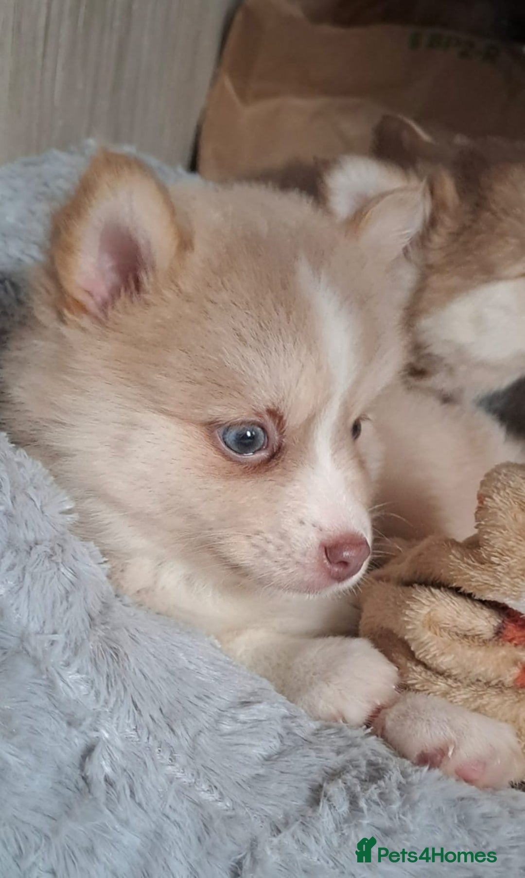 Pomsky dogs for sale: 3 Boys leftStunning Blue eyed F4 Pomsky pups - Advert 38