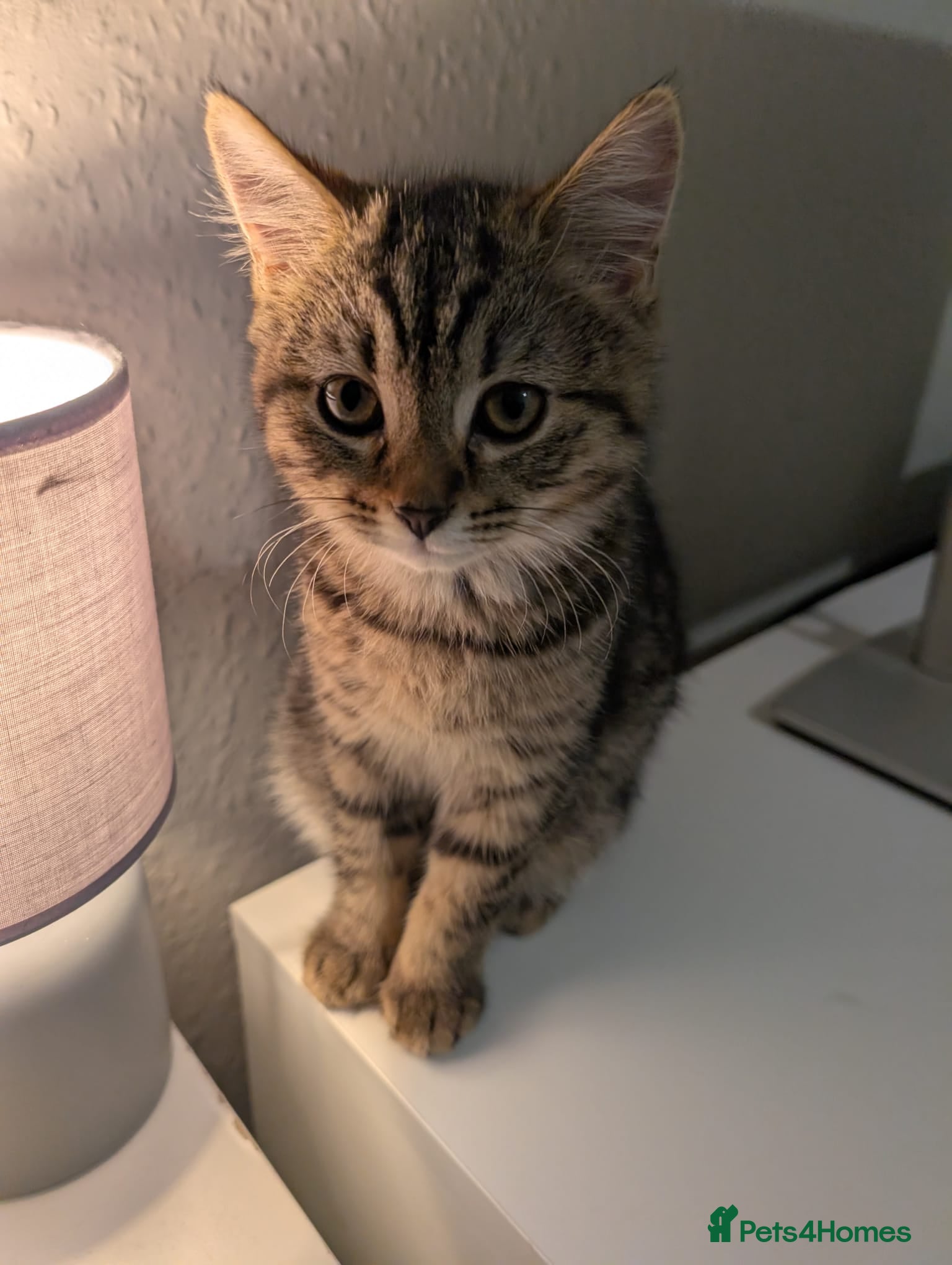 British Shorthair cats Female Tabby  - Advert 4