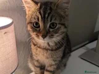 British Shorthair cats Female Tabby - Advert 5