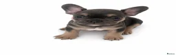 French Bulldog dogs for sale: Ready Now french bulldog puppies - Advert 18
